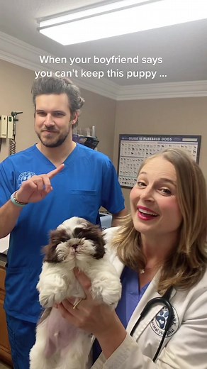 You can’t keep it. #puppy #veterinarian #vetlife #animallover #shihtzu #dogsofttiktok #dog #puppy #puppiesoftiktok #puppylove #puppies #shihtzupuppy #cute #boyfriend #girlfriend #pet #pets #petsoftiktok #funny #ahahahh