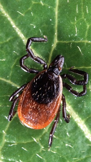 What to wear to avoid tick bites