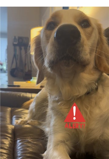 Golden Retriever's Startle Reaction - ASMR Experience