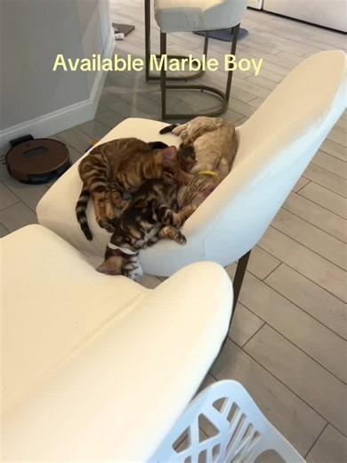 Do you want a Bengal kitten?#babybengal #cat #fun #funwithcats #kittens #cattalk #tiktok #tiktok #mycat #animals #available #kittenforsale