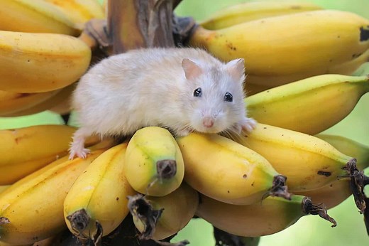 Can Hamsters Eat Bananas?