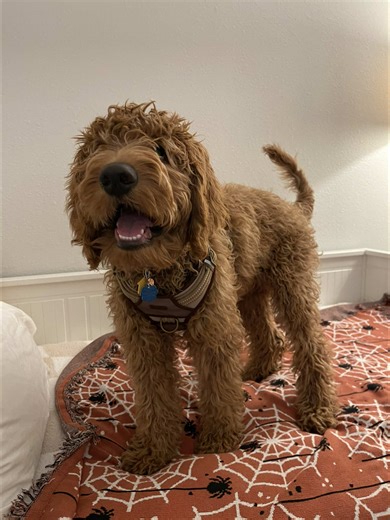 Transformative Dog Bath Experience: Goldendoodle