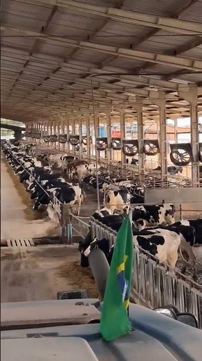 largest dairy farm in Brazil