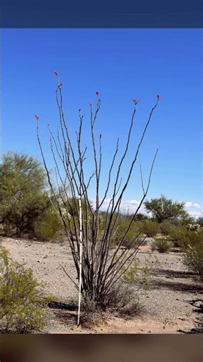 Ocotillo (Fouquieria splendens) #plantasyecosistemasáridos 🏜️