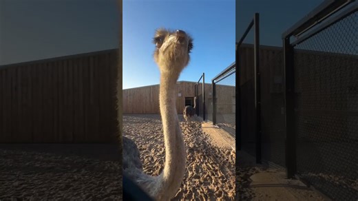 Funny ostriches behaving playfully in their enclosure