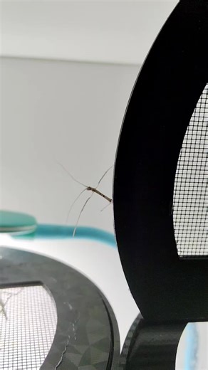#stickbug #patyczaki #owady #terrarystyka #fyp