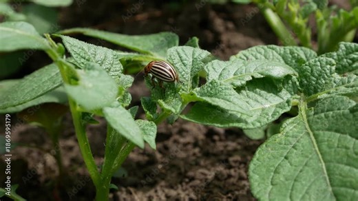 The pest, the Colorado potato beetle, sits crawling on potato leaves. Growing potatoes, treating plants from pests. Leptinotarsa decemlineata in Solanum tuberosum.