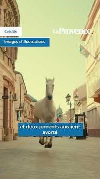 Horses roaming free after a strange series of enclosure openings in Grans, Miramas