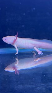 147K views · 7.2K reactions | Axolotl breeding in Bangladesh | Jongli Ornof | Facebook