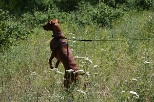 Fenzi Dog Sports Academy - LS205: Living With & Training a Reactive Dog