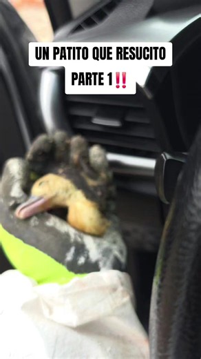 #viral #parati #reflexion #animales #cristiano ESCUCHA ESTO! | patos