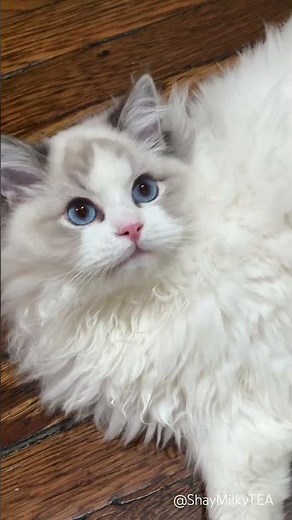 Ragdoll Kitten Files for Royal Adoption 😿#ragdollcat bicolor blue lynx