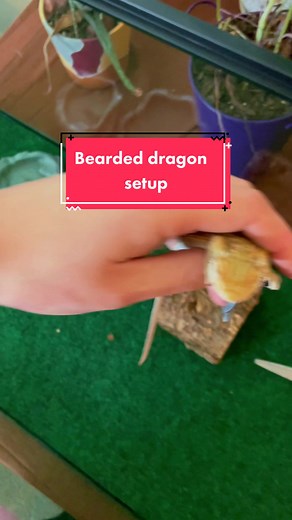 Creating a Cozy Habitat for Your Bearded Dragon