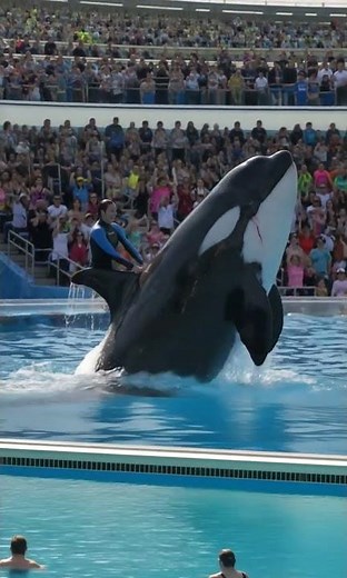 AI Shows Orca Beauty & Captivity Pain—Watch & Reflect