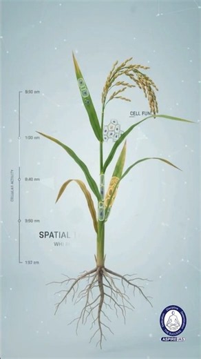 Scientists Mapped 850,000 Rice Cells in 3D! 🌾 #shorts