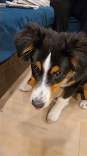 la petite bûche bébé border Collie de 4 mois ♥️