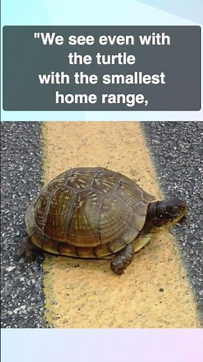 Box turtles killed on roads now driving a study that is tracking turtles & promoting conservation
