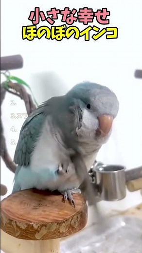 【小さな幸せ💕】ほのぼのインコTOP5🦜✨