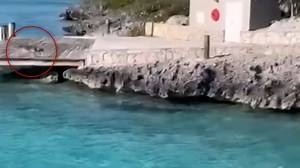 Brave or lucky? See the moment a dog took on a hammerhead shark