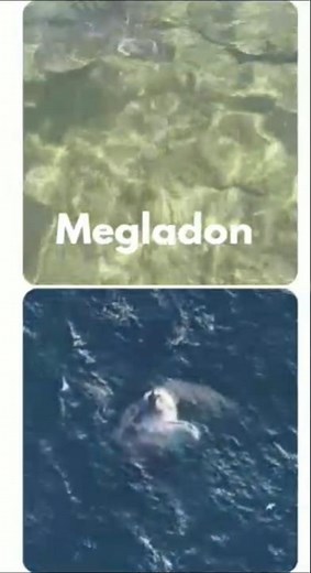 Megalodon VS Blue Whale: The Ultimate Ocean Battle! 🦈🐋 #shorts #animals #megalodon