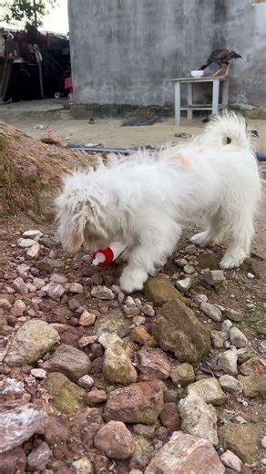 Chaien and the milk bottle #puppy #dog #cute #short