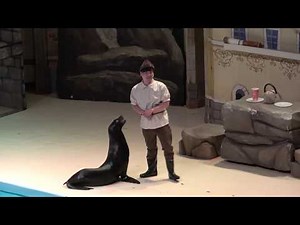 에버랜드 물개쇼 [4K]