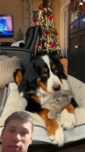 cat & dog #shorts #yotube #funny #video #lucu