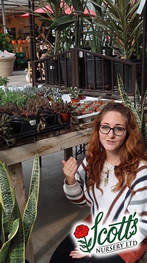 6.9K views · 40 reactions | Something strange is blooming at Scott’s Nursery…  Our Stapelia (aka the Carrion Flower) looks like it crawled straight out of the Upside Down — and it even smells like something the Demogorgon would love. 喝 A true oddity for succulent collectors — bold, bizarre, and a little bit spooky. #StrangerThings #Demogorgon #StapeliaGigantea #CarrionFlower #WeirdPlants #SucculentCollectors #ScottsNursery | Scott's Nursery | Facebook