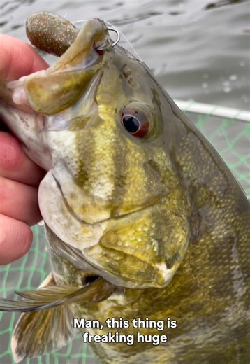 Pre-Spawn Smallies! It doesn’t get much better. What’s your favorite recipe for pre spawn smallmouth bass? #bassfishing #fishing #kayakfishing #smallmouthbassfishing #fishingreel