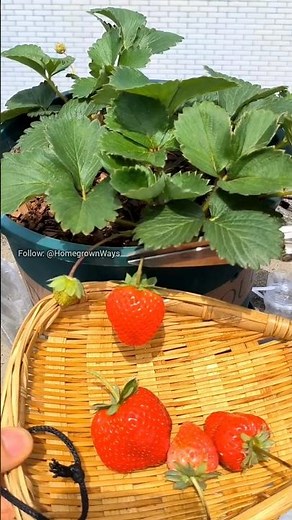How to manually pollinate strawberry plants #roomtogrow #garden #growingvegetables