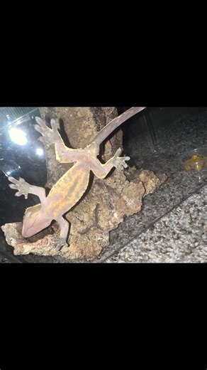 Can crested gecko breeders/owners help me figure out what gender mine is? Their almost 2yr and it’s my first time owning one!! Help a girl out please#fyp #fypシ #crestedgecko