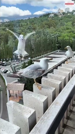 When seagulls get trolled by humans 😂🐦🌊