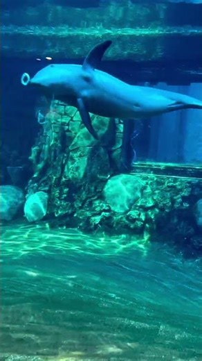 #dolphinvideo #amazing #trendingvideo #ytshorts #funny