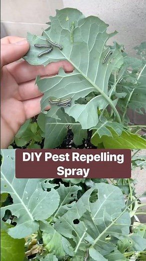 Bugs HATE This DIY Garlic Spray! 🦟🚫 (So Easy to Make!) #diy