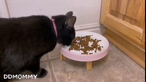 Ceramic Cat Food Storage Container with Lid, 40 OZ / 3 LB Cat Treat Jar, White Food Jar Container, Kitchen Canister with Spoon for Pet Treat, Cookie, Coffee, Pasta, Tea, Spices, Nuts