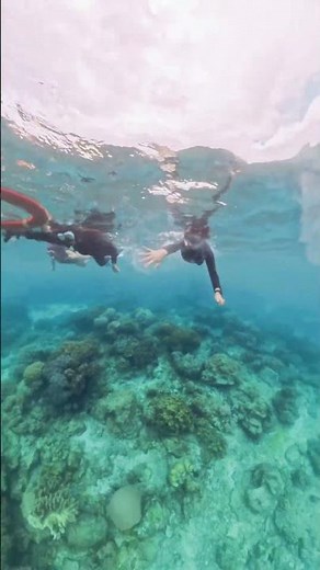 Apo Island : Snorkling with sea turtles🐢🐢🐢