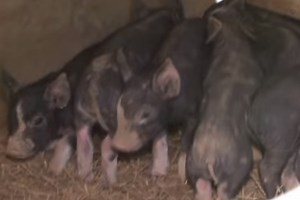 101 Best Catchy Pig Farm Business Names