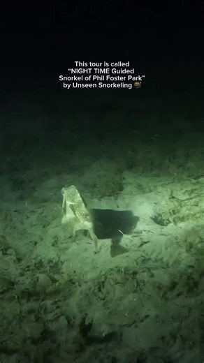 7.8K views · 41 reactions | If you’re ever in Palm Beach, FL, I highly recommend snorkeling at night in with Westin of Unseen Snorkeling! 錄呂視 we were the only ones in the water, it was so peaceful and such a cool experience! Will definitely be back! Would you go snorkeling in the dark? #palmbeach #westpalmbeach #thingstodoflorida #nightsnorkeling | Ceara Kirkpatrick | Facebook