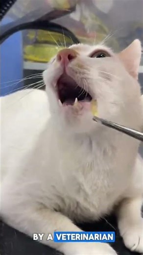 Cat in Pain from Overgrown Fangs 😿 | Vet’s Shocking Treatment Will Surprise You! #cat #viral #VetLif
