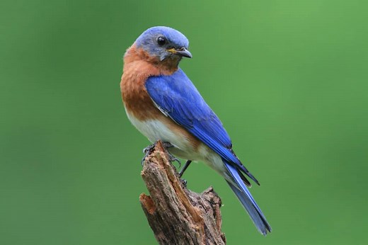 6 Proven Ways to Attract BLUEBIRDS! (2026)
