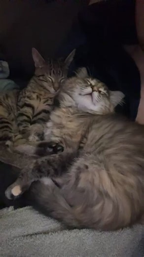 Cute Kittens Playing: Adorable Tabby Moments