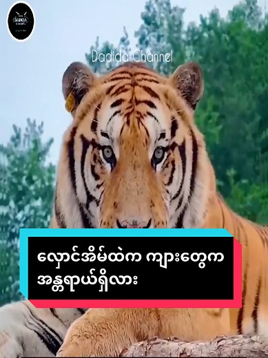 #dadidachannel #tiger #tigerking #whitetiger | White Tiger
