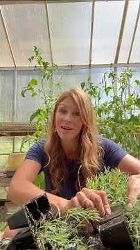 Update: Making MORE Lavender and Rosemary #plantpropagation #gardening #adventuresingardening
