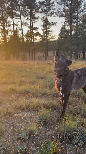 9.6K views · 678 reactions | Sunset songs   #wolfdog #wolfdogs #wolfdogeducation #wolfdogcommunity #wolfdogofinstagram #realwolfdog #wolfdoglove #wolfdoglife #wolf #wolves #relistwolves #wolfhybrid #wolfhowling #howling #howlingwolf #coyote #howls #greywolf #blackwolf #blackwolfdog #blackphasewolfdog | Running With Wolfdogs | Facebook