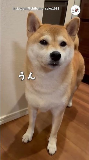 A dog that says "yes" instead of "woof" | PECO