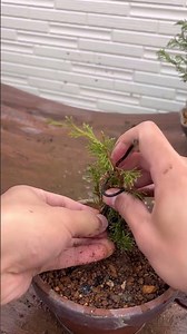 真柏針金かけ　畳み込み