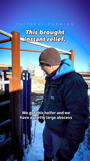 JAKE & BRITTNEY LONG | LONG FAMILY FARM on Instagram: "This heifer developed a large shoulder abscess, a common but painful issue in cattle. Abscesses like this cause intense pressure and discomfort. If left untreated, they can lead to serious infection and long-term health problems. Draining the abscess relieves pressure, reduces infection risk, and allows the animal to heal properly. This is what real cattle care looks like on a working farm."