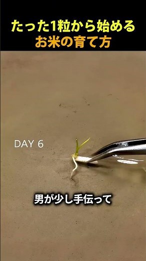 一番簡単なお米の育て方