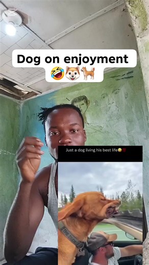 Dog on enjoyment #dog #enjoyment #everyone | NIMBA BOY
