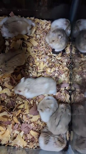 Lots of friendly dwarf baby hamsters on sale buy one get one 1/2 off or buy a setup and get 1/2 off a baby hammy ! | Wildwood pets